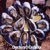 Oysters